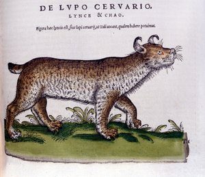 Representation of a Lynx (Wolf-Deer) - Historia Animalium by Conrad Gesner (1516-1565), Tiguri by Unknown artist