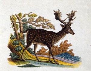 Representation of a reindeer. 18th century engraving.