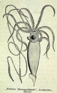 Representation of an Architeuthis Harveyi, giant squid
