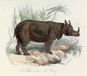 Asian Rhinoceros Classified by Linnaean Nomenclature & Cuvier (engraving)