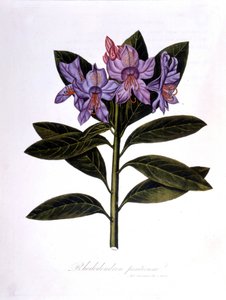Rhododendron (Rhododendrum Pontium) by Unknown artist