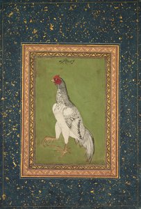 Rooster