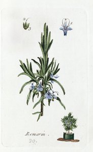 Rosemary by Unknown artist