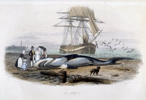 Shark Fishing - in "Histoire naturelle de Lacépède" by Unknown artist
