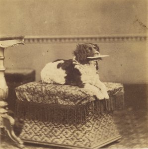 [Sitting Dog with a Bundle in its Mouth]