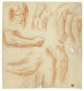 Sketches of Arms, Male Torso, and Back