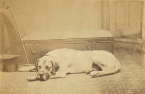 Sleeping Dog