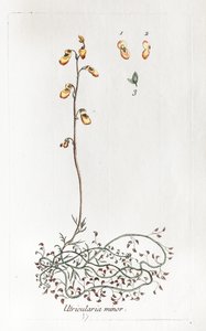 Small Uricularis by Unknown artist