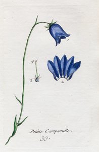 Small Bellflower by Unknown artist