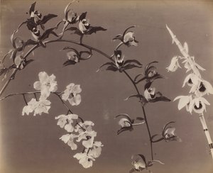 Study of Orchids