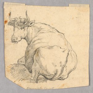 Study of a Cow
