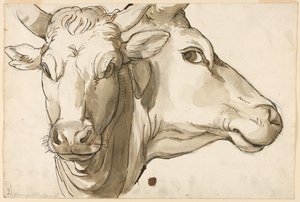 Study of a Cow by Unknown artist