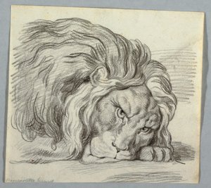 Study of a Lion by Unknown artist