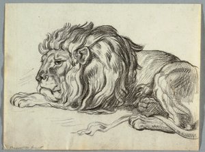 Study of a Lion by Unknown artist
