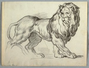 Study of a Lion by Unknown artist