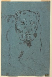 Study of a Lioness by Unknown artist