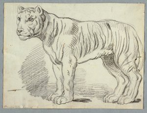 Study of a Tiger by Unknown artist