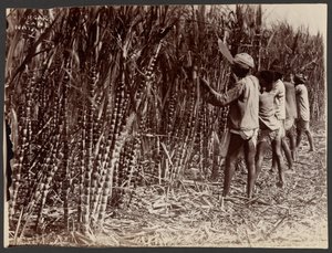 Sugar Cane, Natal by Unknown artist
