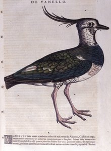 The lapwing from Historiae Animalium by Conrad Gesner (1516 - 1565), Tiguri by Unknown artist
