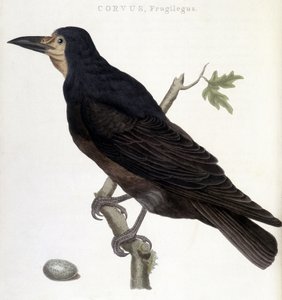 The Raven Frugilegus - natural history board