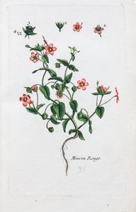 The Scarlet Pimpernel by Unknown artist