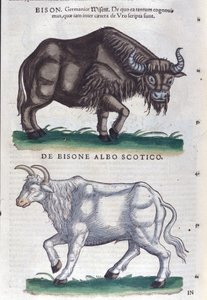 The bison and the white bison from Historiae animalium by Konrad Gesner, Tiguri by Unknown artist