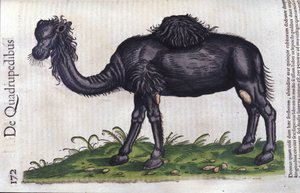 The camel from Historiae Animalium by Konrad Gesner, Tiguri by Unknown artist