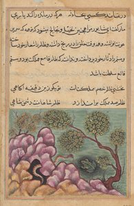 The dethroned frog Shapur seeks the help of the serpent (Tales of a Parrot: Twenty-sixth Night) by Unknown artist