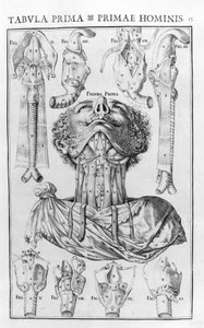 The organ of the voice of man after Giovanni Casseri 