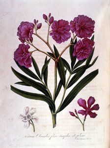 The pink laurel (oleander) - herbarium of the 18th century by Unknown artist