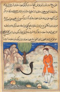 The prince, a son of the ruler of Sistan, enters the service of a snake, from a Tuti-nama (Tales of a Parrot): Thirty-seventh Night by Unknown artist