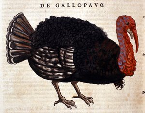 The turkey after the Historia Animalium of Conrad Gesner, Tiguri 1560. Biblioteca nazionale Braidense. Milan by Unknown artist