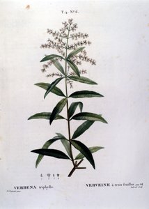 The Verbena. 19th Century Engraving by Unknown artist