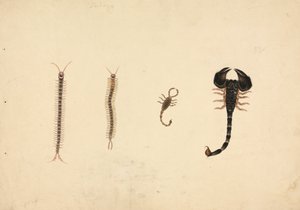 Two Scorpions and Two Centipedes