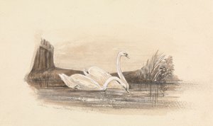 Two Swans on a Lake by Unknown artist
