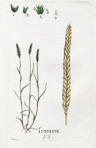 Wheat by Unknown artist