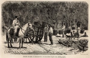 When the coffee is collected, the men collect and transport the heavy baskets filled with coffee beans, while the children clean the pulp that surrounds the coffee beans. Engraving to illustrate the voyage to Brazil, story by M. and Mme Agassiz, in 1865-18 by Unknown artist