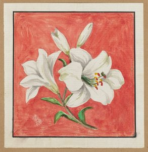 White Lily