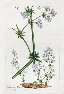 White Quail or Soft Bedstraw by Unknown artist