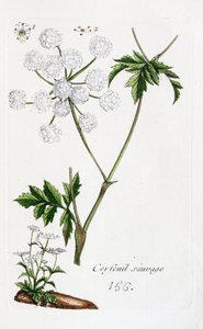 Wild Chervil by Unknown artist