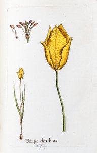 Wood Tulip