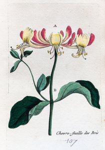 Wild Honeysuckle