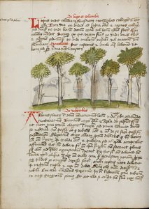 A Forest by Unknown artist/maker