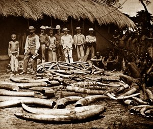 Belgian Colonial Ivory Hunting