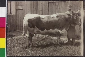 Cow - Pinzgau Gelbscheck by Unknown photographer