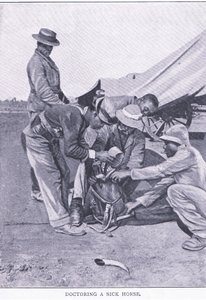 Doctoring a sick horse, from After Pretoria: The Guerilla War published by Harmsworth Bros Limited