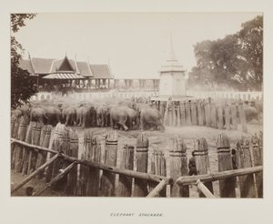 Photograph in photograph album