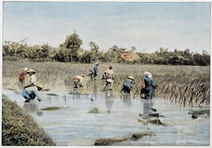 Rice harvest, Tonkin, late 19th century