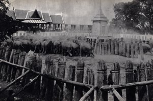 The royal elephants of Bangkok