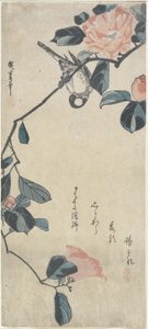 Bird on Camellia